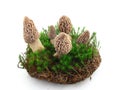 Morel mushrooms isolated