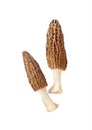 Morel mushrooms isolated on white background