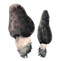 Morel mushrooms Morchella