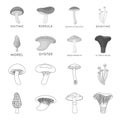 Morel, oyster, green amanita, actarius indigo.Mushroom set collection icons in outline,monochrome style vector symbol