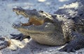 MORELET`S CROCODILE crocodilus moreletii, ADULT WITH OPEN MOUTH, HONDURAS Royalty Free Stock Photo