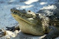 Morelet`s Crocodile, crocodilus moreletii, Head of Adult, Honduras Royalty Free Stock Photo