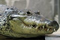 Morelet\'s crocodile (Crocodylus moreletii), also known as the Mexican crocodile. Royalty Free Stock Photo