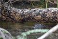 Morelet's crocodile, Crocodylus moreletii, Belize Royalty Free Stock Photo