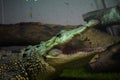 Morelet`s crocodile in the sun Royalty Free Stock Photo
