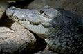 Morelets crocodile 1 Royalty Free Stock Photo