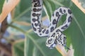 Morelia spilota with tongue out. Macro. Snake hanging on leaves of rubber tree