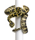 Morelia spilota variegata python, 1 year old Royalty Free Stock Photo