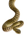 Morelia spilota variegata, a subspecies of python