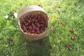 Morello Cherries in basket on green meadow Royalty Free Stock Photo
