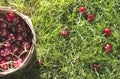 Morello Cherries in basket on green meadow Royalty Free Stock Photo