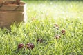 Morello Cherries in basket on green meadow Royalty Free Stock Photo