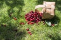 Morello Cherries in basket on green meadow Royalty Free Stock Photo