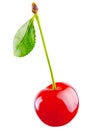 Morello cherry Royalty Free Stock Photo