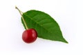 Morello cherry with leaf Royalty Free Stock Photo