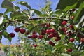 Morello or sour riped cherries on the cherry tree stick with leaves, in time of harvest in the summer in the orchard.