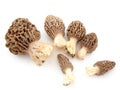 Morels Royalty Free Stock Photo