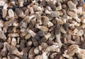 Morels close-up, favourite edible mushrooms. Royalty Free Stock Photo