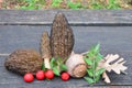 Morels and Holly berries Royalty Free Stock Photo