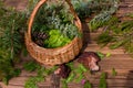 morels in a wicker basket with young spruce twigs and juniper on the background of a wild forest. Royalty Free Stock Photo