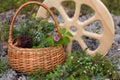 morels in a wicker basket with young spruce twigs and juniper on the background of a wild forest. Royalty Free Stock Photo