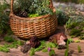 morels in a wicker basket with young spruce twigs and juniper on the background of a wild forest. Royalty Free Stock Photo