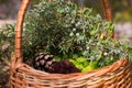 morels in a wicker basket with young spruce twigs and juniper on the background of a wild forest.