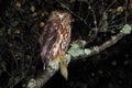 Morepork