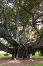 Moreton Bay Fig Royalty Free Stock Photo