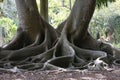 Moreton Bay Fig Royalty Free Stock Photo