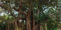 Moreton Bay Fig banyan tree, Ficus macrophylla