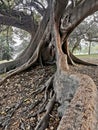 Moreton Bay Fig in Botanical garden,Sydney NSW Autstralia Royalty Free Stock Photo