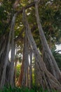 Moreton Bay fig, Ficus macrophylla Royalty Free Stock Photo