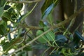 Moreton bay fig, Ficus macrophylla, 8. Royalty Free Stock Photo