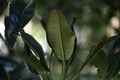 Moreton bay fig, Ficus macrophylla, 4. Royalty Free Stock Photo