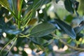 Moreton bay fig, Ficus macrophylla, 5. Royalty Free Stock Photo