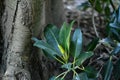 Moreton bay fig, Ficus macrophylla, 7. Royalty Free Stock Photo