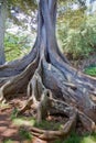Moreton Bay Fig Tree 2 Royalty Free Stock Photo