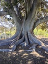 Moreton Bay Fig Tree Royalty Free Stock Photo