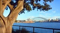 Moreton Bay Fig Tree frames Opera House & Harbour Bridge