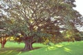 Moreton Bay Fig tree in golden light