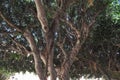 Moreton Bay fig tree Royalty Free Stock Photo