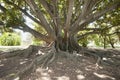 Moreton Bay Fig Tree - Perth - Australia Royalty Free Stock Photo