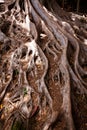 Moreton Bay Fig tree roots Royalty Free Stock Photo