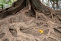 Roots in Plaza de Mina of Cadiz, Southern Spain Royalty Free Stock Photo