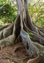 Moreton Bay Fig tree roots Royalty Free Stock Photo