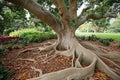 Moreton Bay fig tree