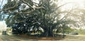 Moreton Bay Fig tree in Santa Barbara Royalty Free Stock Photo