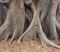 Moreton Bay Fig Tree, Sydney, Australia Royalty Free Stock Photo