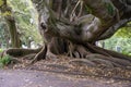 Moreton Bay mature fig tree roots Royalty Free Stock Photo